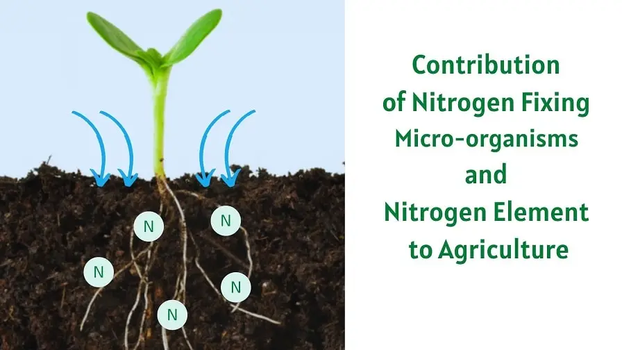 Contribution of Nitrogen Fixing Microorganisms and Nitrogen Element to ...